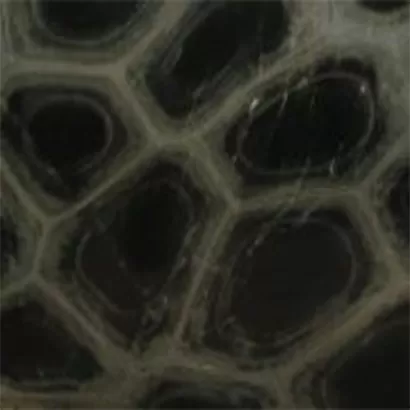Tartaruga